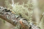 Beard & Shield Lichens on Douglas-fir twig