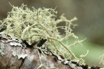 Beard & Shield Lichens on Douglas-fir twig