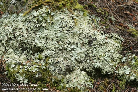 Flavopunctelia flaventior; Eurhynchium oreganum