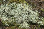 Flavopunctelia flaventior Lichen on rock w/ Oregon Beaked Moss around edges