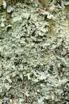 Flavopunctelia flaventior Lichen