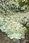 Flavopunctelia flaventior Lichen