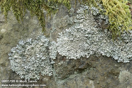 Parmelia saxatilis; Xanthoparmelia planilobata