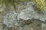 Parmelia saxatilis (larger) & Xanthoparmelia planilobata (smaller) Lichens on rock