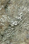 Xanthoparmelia planilobata Lichen on rock