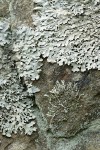 Parmelia saxatilis with thallus of Xanthoparmelia planilobata on rock