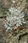 Shield Lichen on Douglas-fir bark