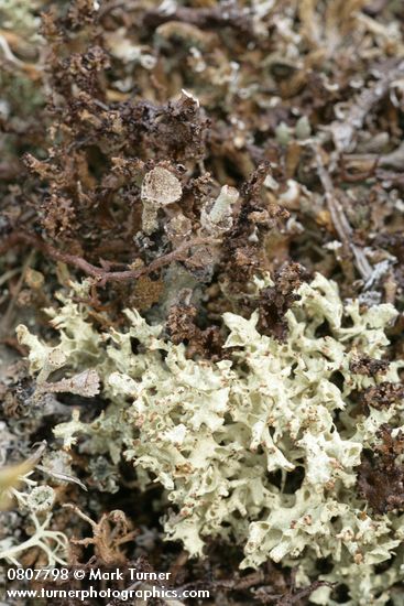 Cladonia pyxidata; Cladonia uncialis; Cladonia furcata