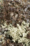 Cup Lichens Cladonia pyxidata (brown cup), Cladonia uncialis (pale green), Cladonia furcata (brown top left)