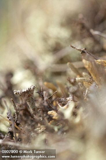 Cladonia pyxidata; Cladonia furcata