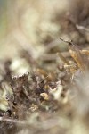 Cup Lichen Cladonia pyxidata among Cladonia furcata