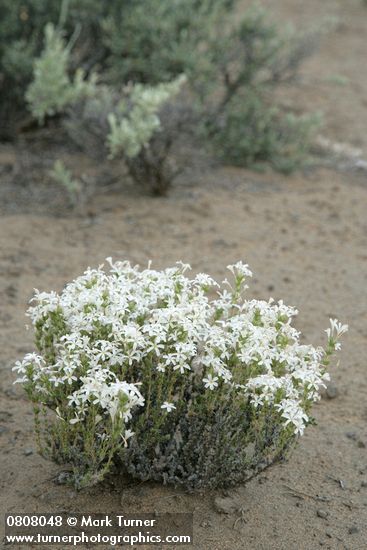 Leptodactylon pungens