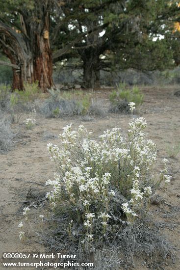 Leptodactylon pungens; Juniperus occidentalis