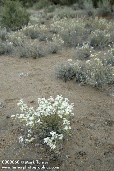 Leptodactylon pungens