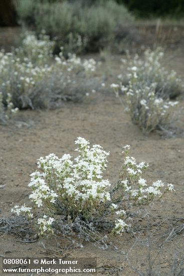 Leptodactylon pungens