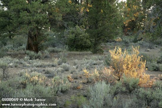 Leptodactylon pungens; Purshia tridentata; Juniperus occidentalis