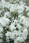 Granite Prickly-phlox blossoms