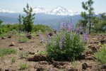 Spurred Lupine w/ Sisters range soft bkgnd