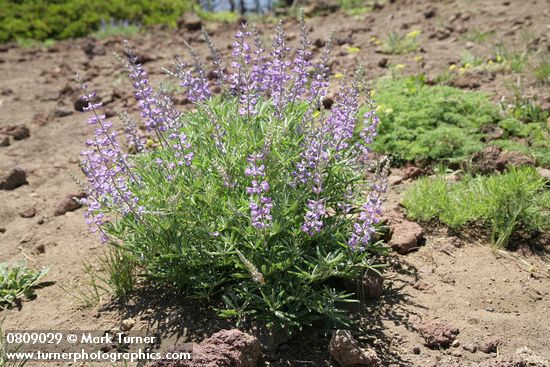 Lupinus arbustus (L. laxiflorus)