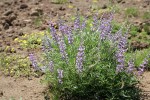 Spurred Lupine