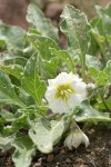 Dwarf Chamaesaracha