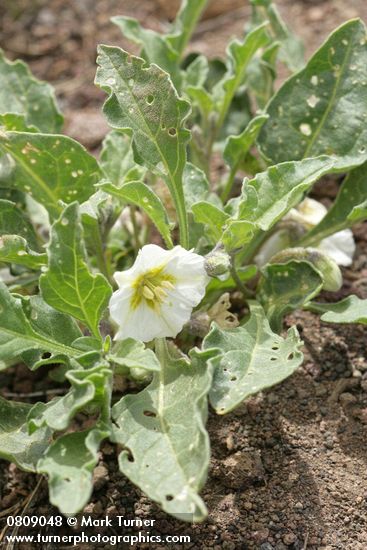 Leucophysalis nana (Chamaesaracha nana)