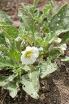 Dwarf Chamaesaracha