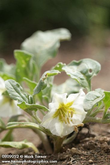 Leucophysalis nana (Chamaesaracha nana)