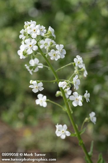 Hackelia californica