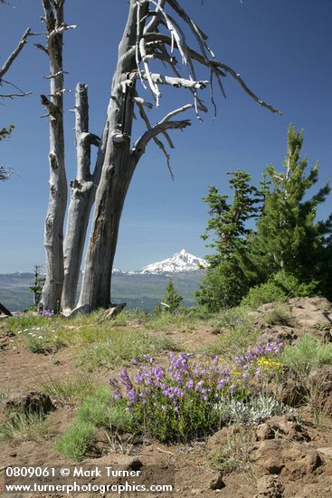 Penstemon davidsonii