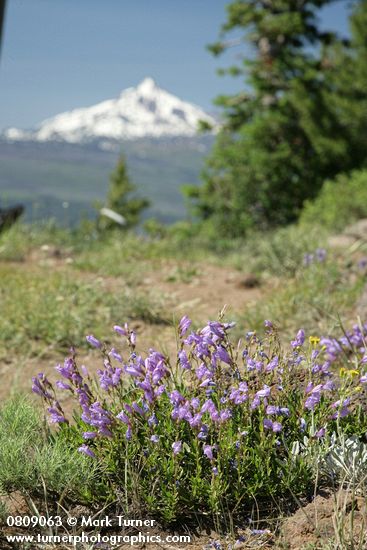 Penstemon davidsonii