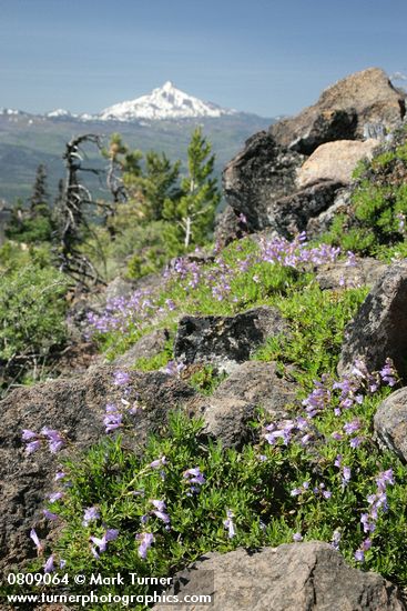 Penstemon davidsonii