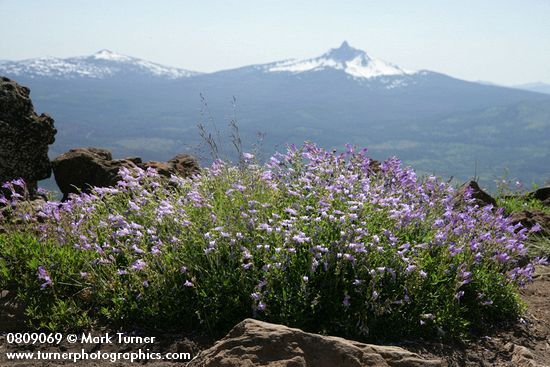 Penstemon davidsonii