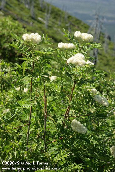 Sorbus sitchensis