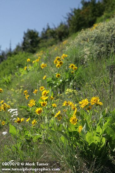 Balsamorhiza sagittata