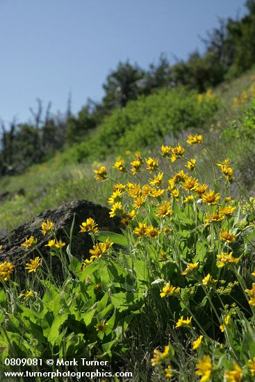 Balsamorhiza sagittata