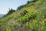 Arrowleaf Balsamroot in hillside meadow