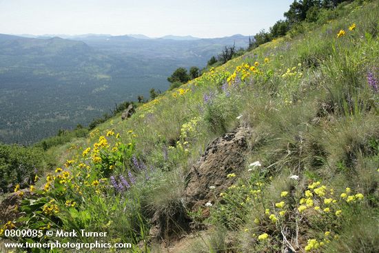 Balsamorhiza sagittata; Lupinus arbustus; Eriogonum sp.