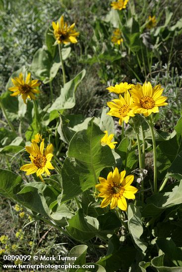 Balsamorhiza sagittata