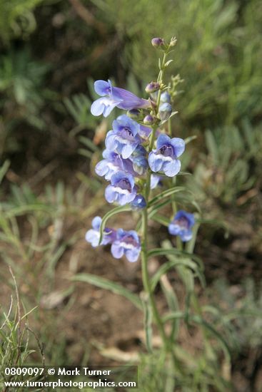 Penstemon speciosus