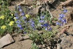 Showy Penstemon