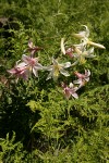 Washington Lily among Bracken Ferns