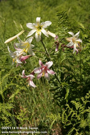 Lilium washingtonianum