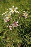 Washington Lily among Bracken Ferns