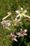 Washington Lily blossoms
