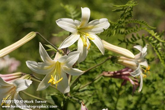 Lilium washingtonianum