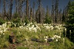 Bear Grass at edge of burned forest