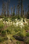 Bear Grass at edge of burned forest