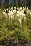 Bear Grass