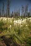 Bear Grass at edge of burned forest